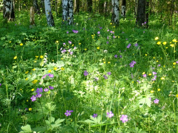 Полевые и Лесные цветы