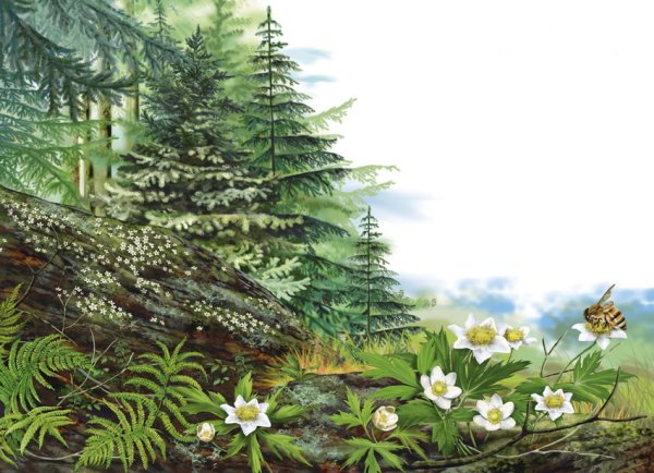 Картины Елены Доведовой