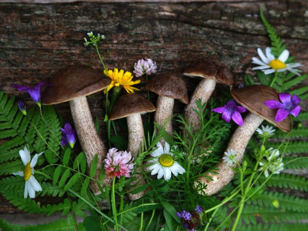 Лес. Цветы. Грибы