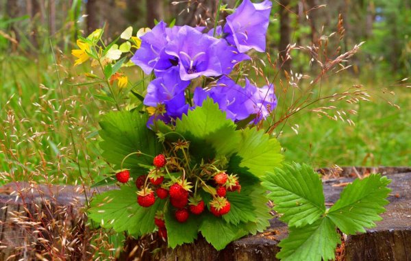 Цветы в лесу