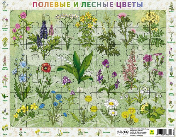 Пазлы полевые цветы