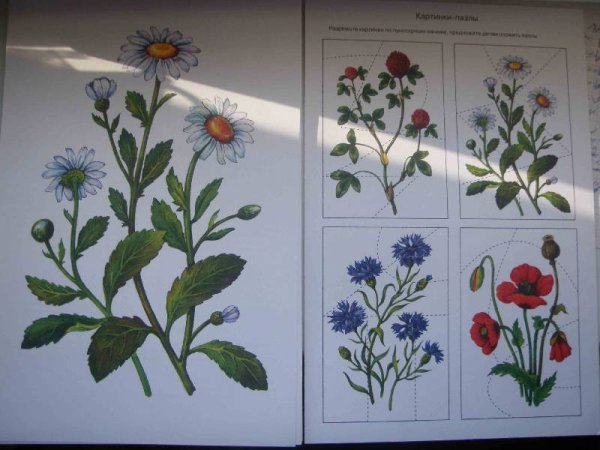 Садовые полевые луговые цветы