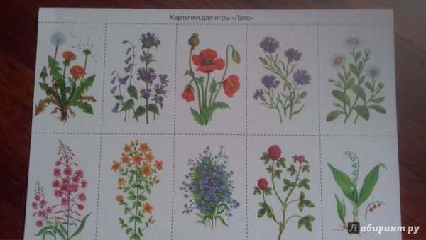 Карточки полевые цветы