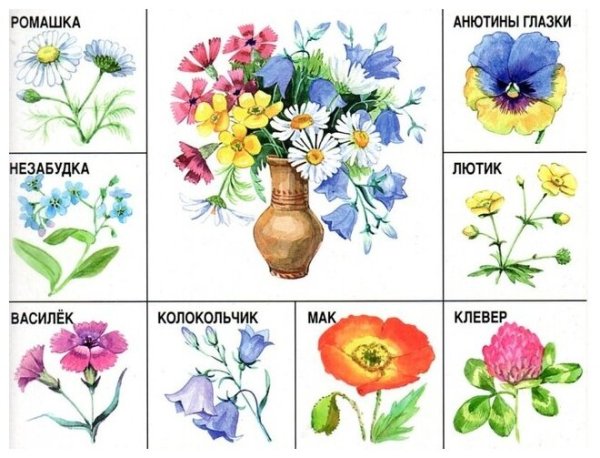 Садовые и полевые цветы для детей