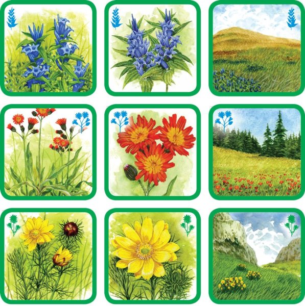 Цветочное лото для дошкольников