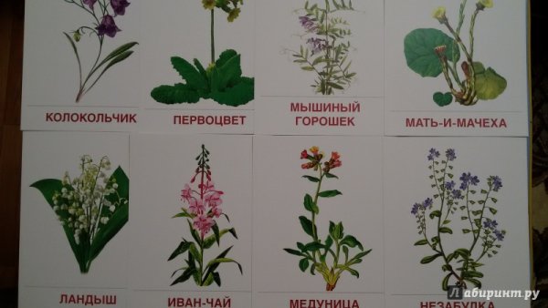Лесные цветы названия для детей