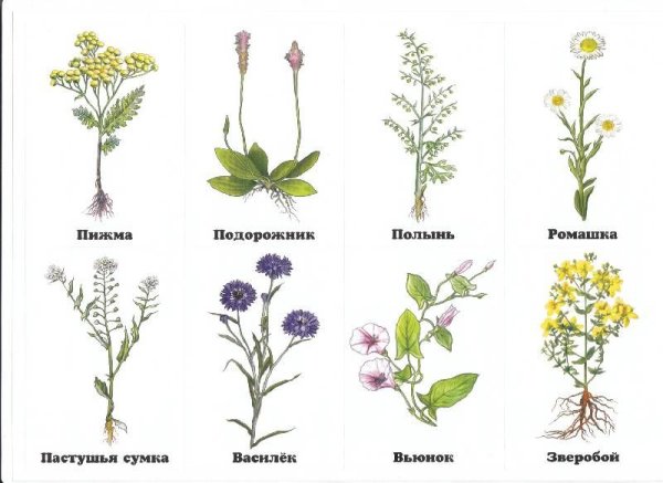 Полевые цветы картинки с названиями