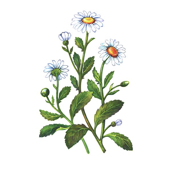 Цветы картинки для детей