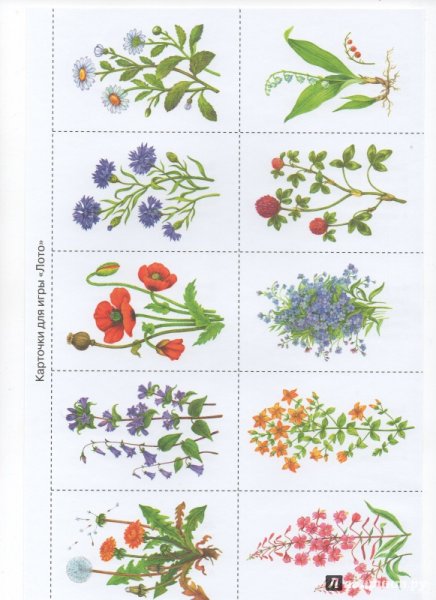 Название лесных цветов