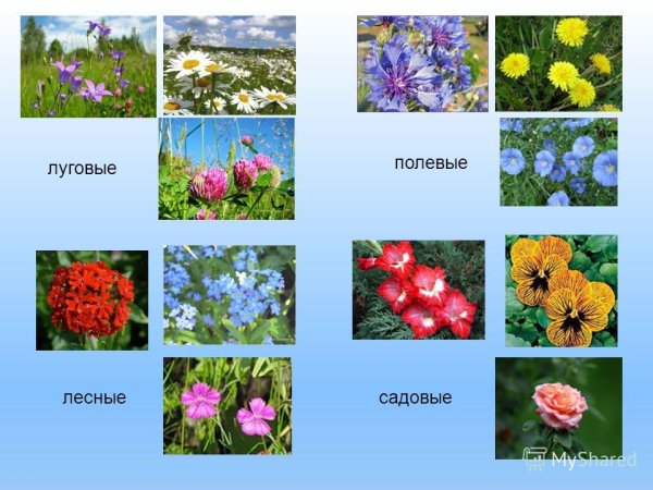 Цветы садовые полевые Лесные