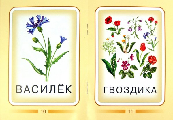 Цветы карточки для детей