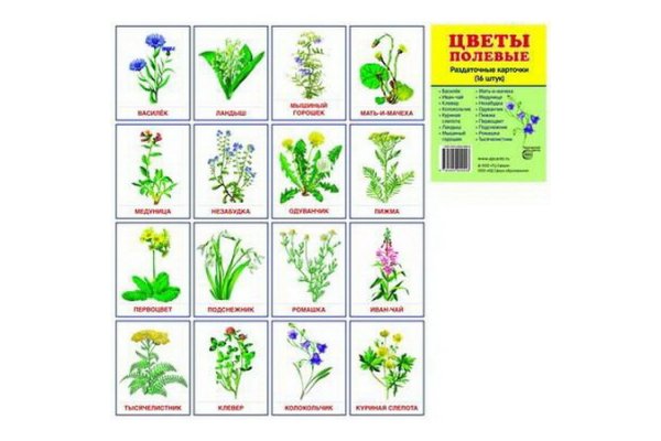 Полевые цветы карточки для детей