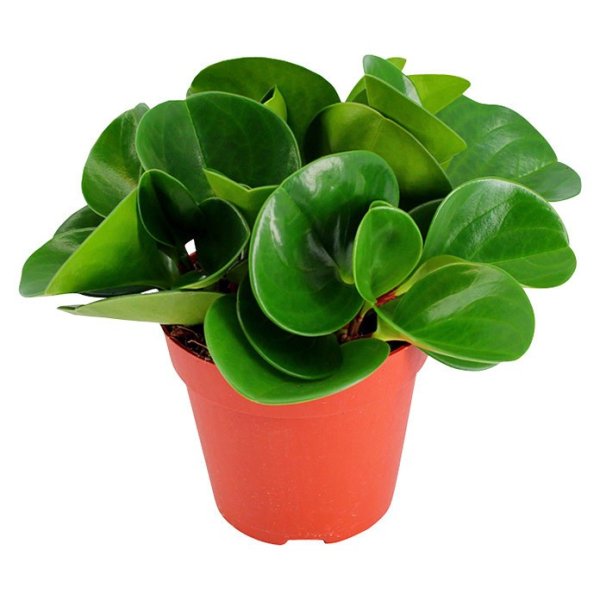 Пеперомия туполистная