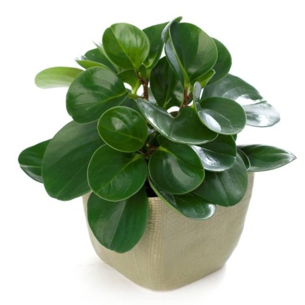 Пеперомия Лилиан