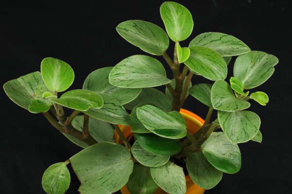 Пеперомия Рейндроп