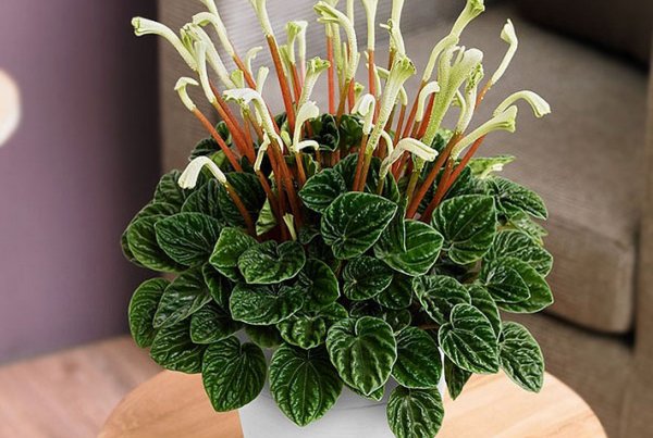 Пеперомия цветок