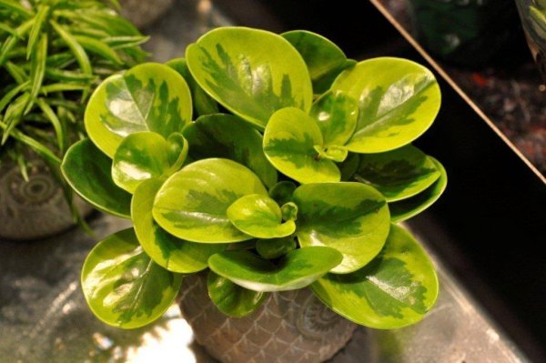 Пепперони тутолистная