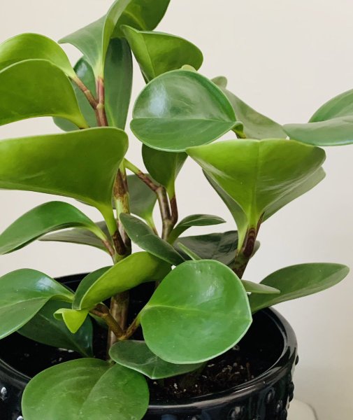 Пеперомия клузиелистная