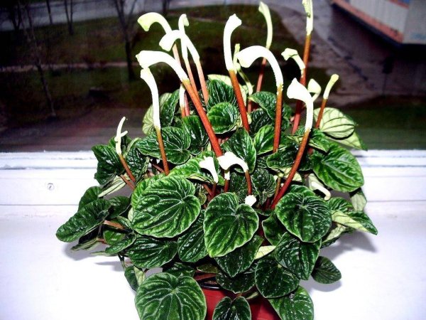 Пеперомия туполистная