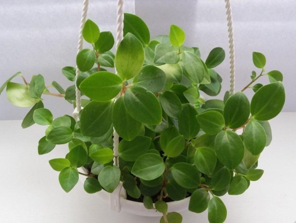 Пеперомия Россо