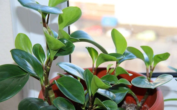 Пеперомия Каперата Лилиан