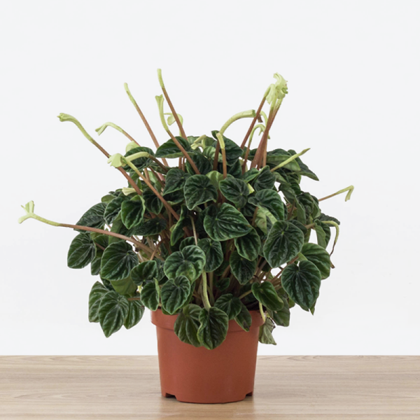 Пеперомия Лилиан