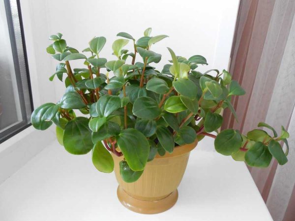 Пеперомия вариегатная