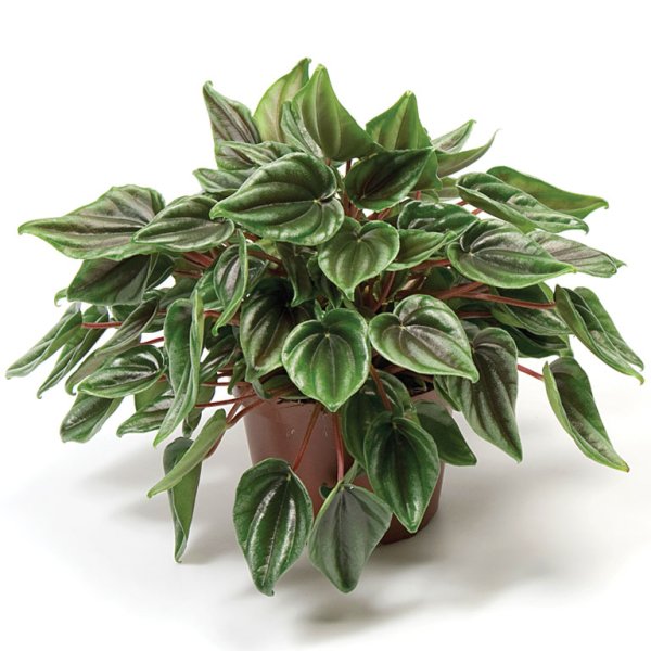 Пеперомия цветок комнатный