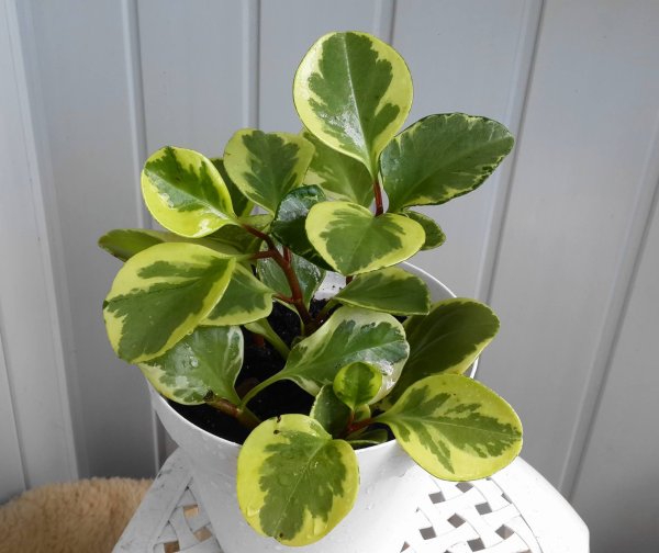 Растение Пеперомия магнолиелистная