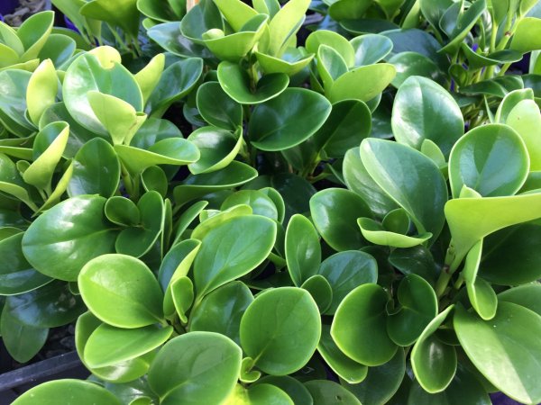 Пеперомия пекуниифолиа Peperomia pecuniifolia