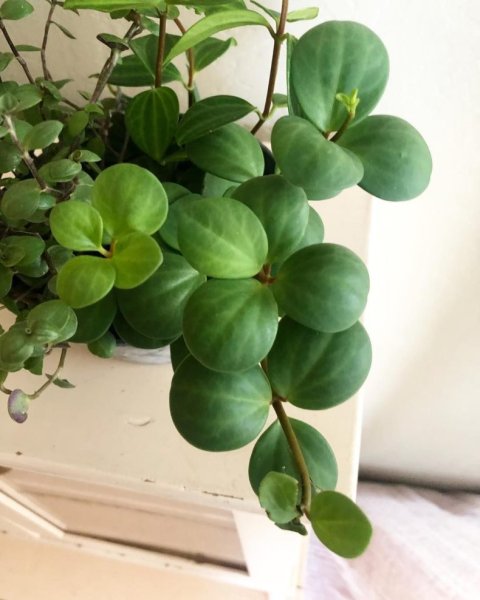 Пеперомия круглолистная Peperomia rotundifolia
