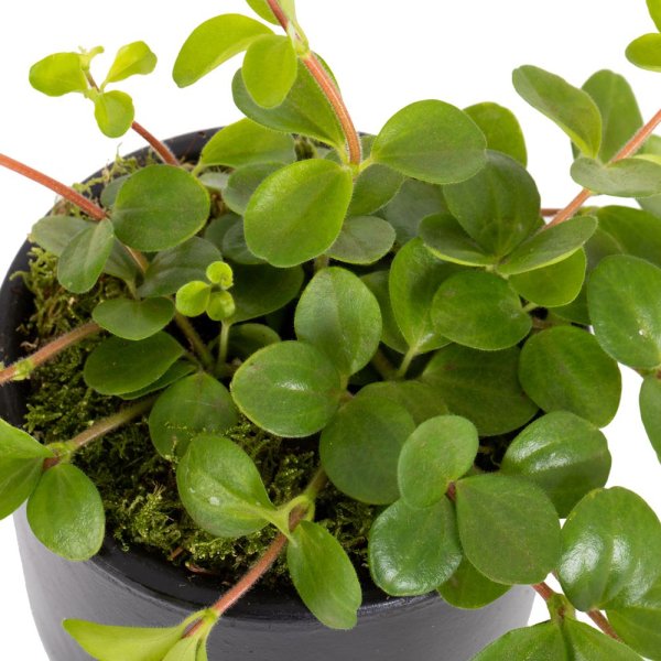 Пеперомия пекуниифолиа