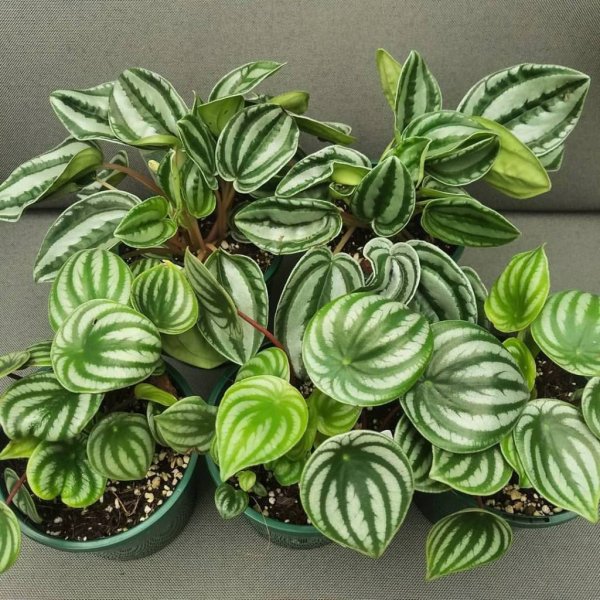 Пеперомия туполистная