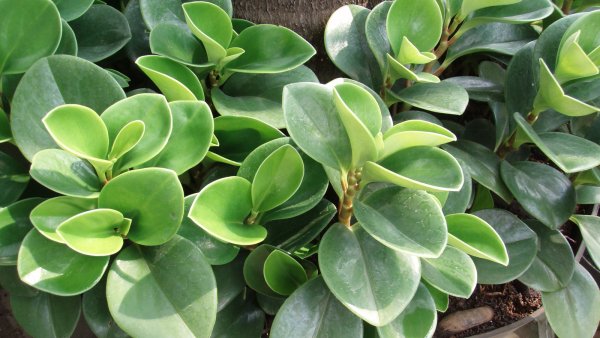 Фикус Пеперомия магнолиелистная