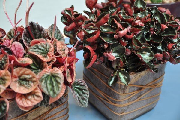 Пеперомия туполистная Вариегата