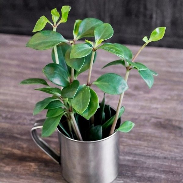 Пеперомия Японика