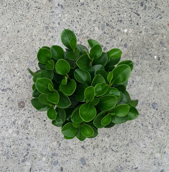 Peperomia ампельная