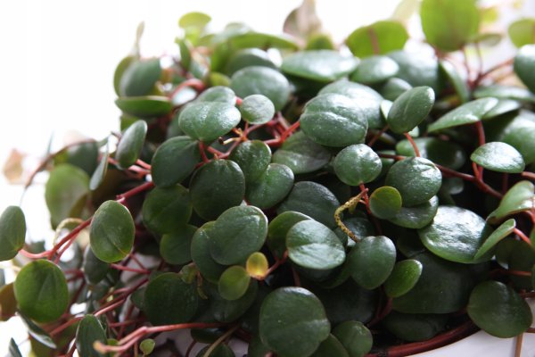 Пеперомия круглолистная ампельная