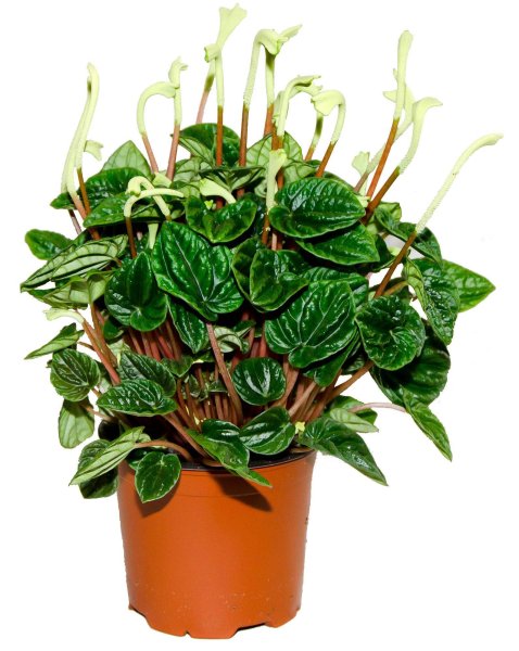 Пеперомия туполистная цветы