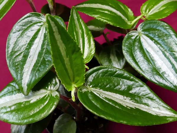 Пеперомия клузиелистная