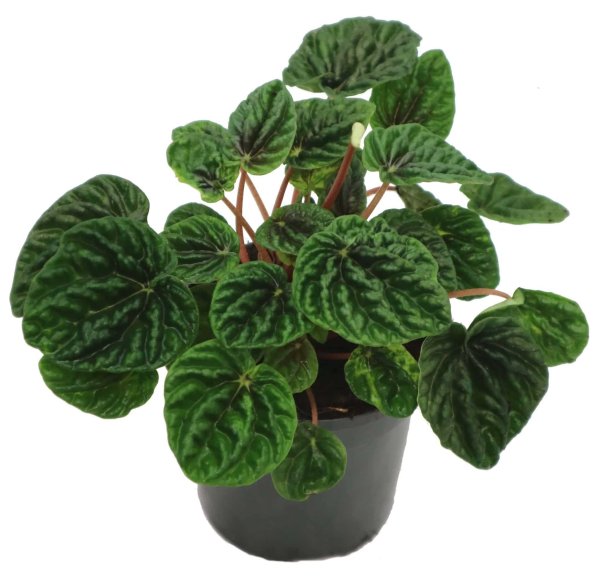 Фикус Пеперомия магнолиелистная