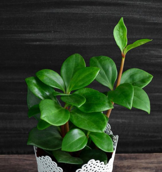 Пеперомия Ватермелон