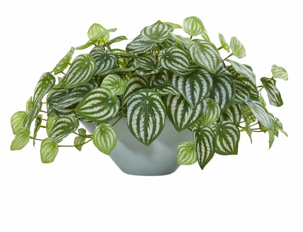 Пеперомия Обтусифолия Джинни