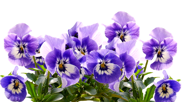Виола Анютины глазки на белом фоне