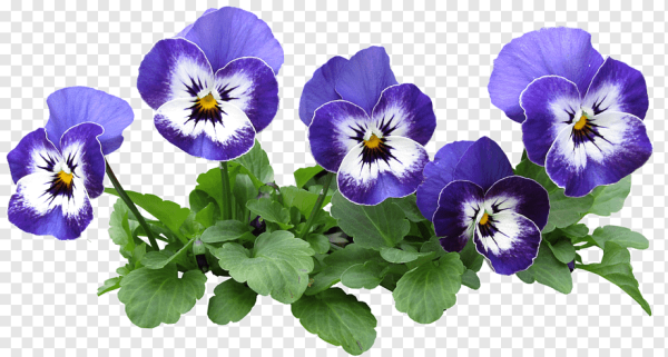 Анютины глазки листья