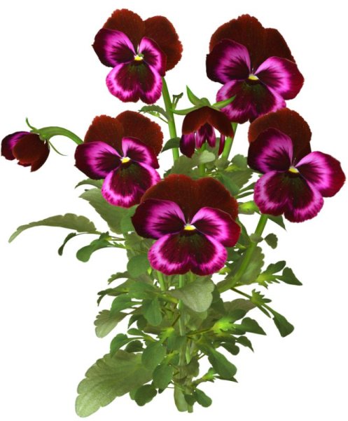 Анютины глазки на прозрачном фоне