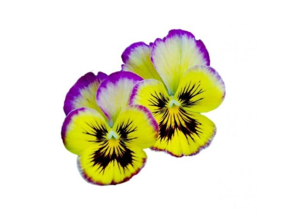 Анютины глазки