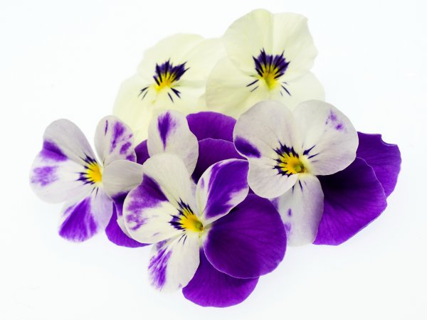 Фиалка трёхцветная (Анютины глазки) (VIOLATRICOLOR)