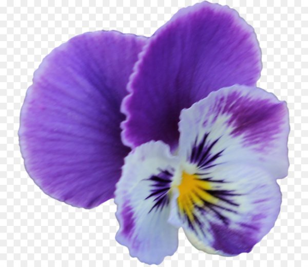 Фиалка на прозрачном фоне