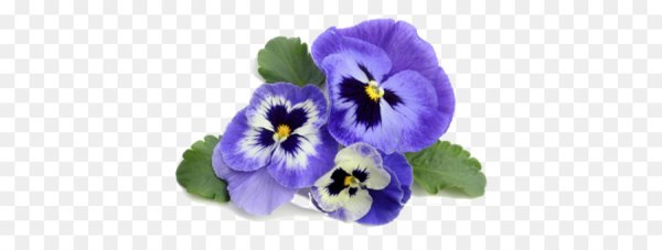 Виола на белом фоне